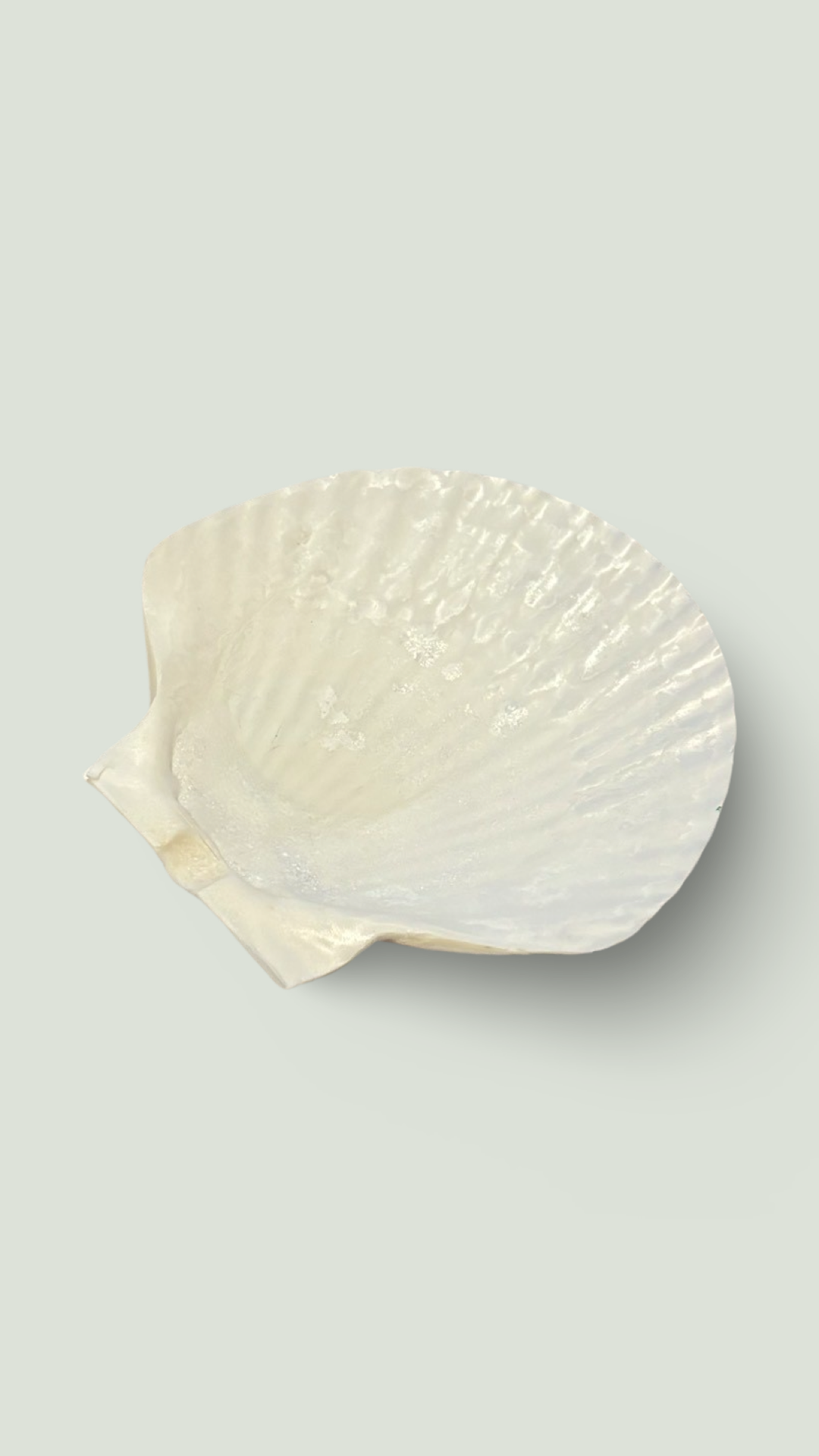 Large Shell Jewelry Tray